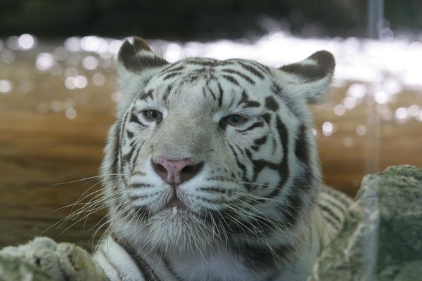 Le tigre blanc Sherkan est décédé ce mercredi 9 septembre au zoo de Beauval.