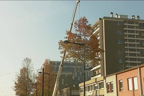 Les platanes malades du cours de la libération à Grenoble sont évacués grâce à une grue