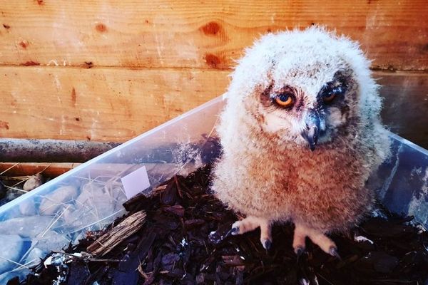 Photos Une Quinzaine De Naissances Attendues Au Parc Des Aigles Du Leman En Haute Savoie