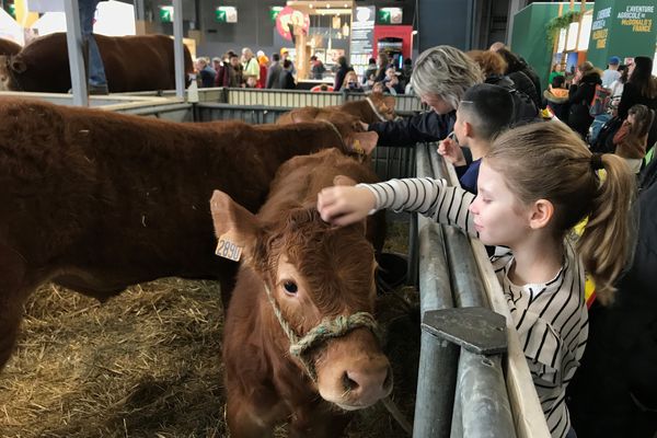 Fillette et veau Limousin au SIA 2024 à Paris