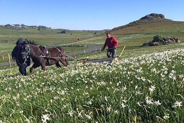 Lozère - la récolte des narcisses sur l'Aubrac - mai 2015.