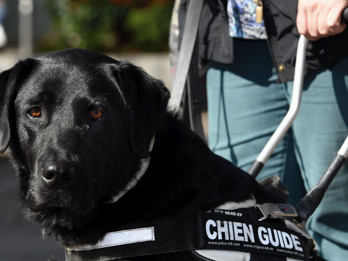 Martigues Un Non Voyant Et Son Chien Chasses D Un Restaurant