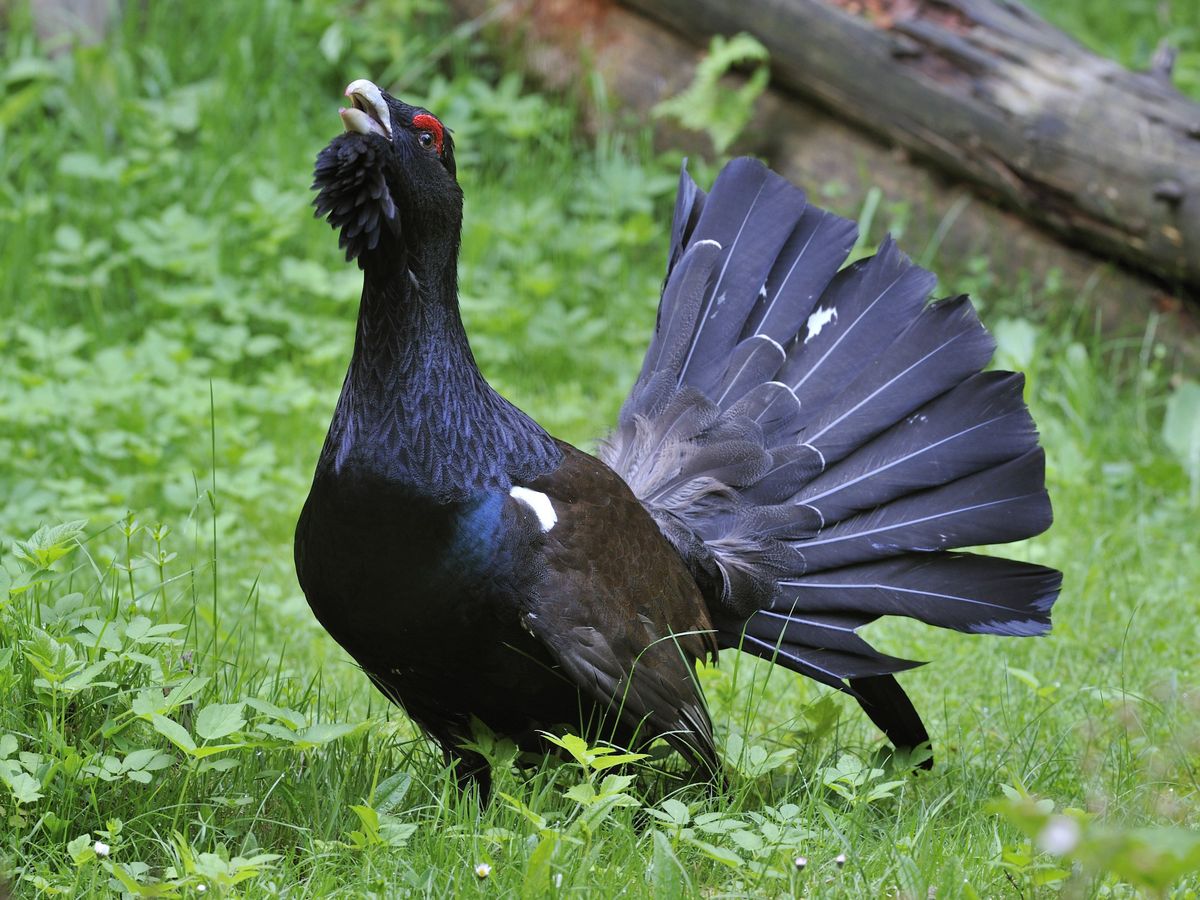 Pyrenees Le Grand Tetras Un Oiseau Sous Haute Surveillance Demographique