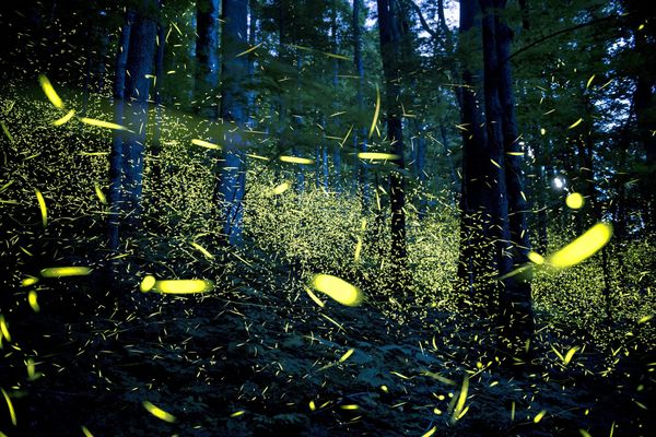 Lucioles dans un bois, la nuit.