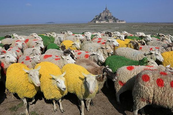 Des moutons de pré-salé aux couleurs des maillots du Tour de France