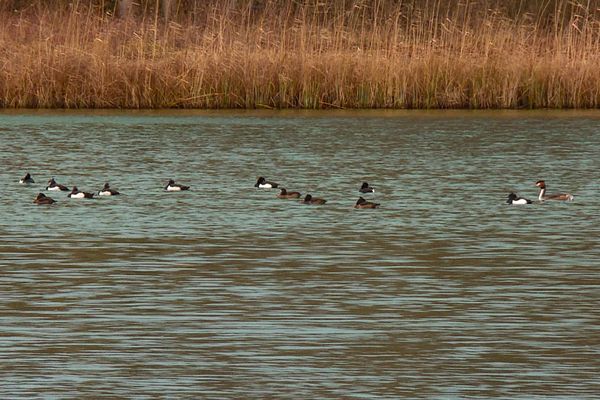 Les fuligules morillons sont faciles à reconnaître