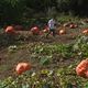 Le jardin de Samuel Brault est peuplé de citrouilles, potirons et courgettes XXL.