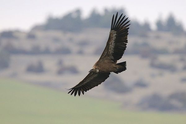 D'après les agriculteurs, le vautour-fauve serait responsable de plusieurs attaques de troupeaux dans l'Aubrac.