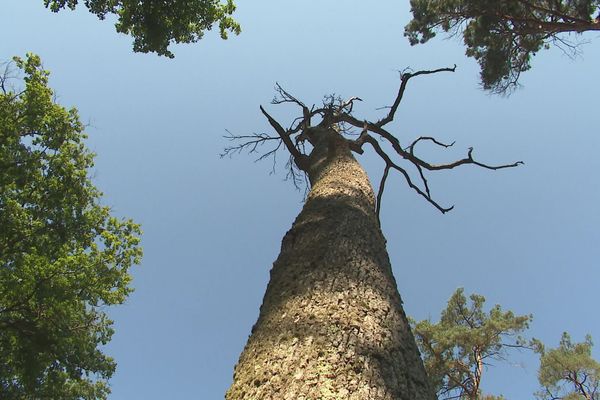 De nombreux arbres de la forêt de Moulière près de Poitiers n'ont pas résister aux épisodes de sécheresse.