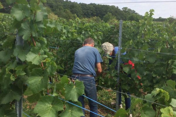 Début des vendanges 2017 à Fey (Moselle) 