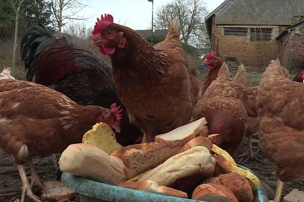 Les poules peuvent manger la plupart de nos restes alimentaires, et constituent ainsi un allier puissant dans la valorisation des biodéchets.