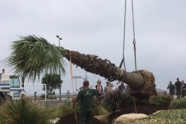 La livraison de palmiers à Sète