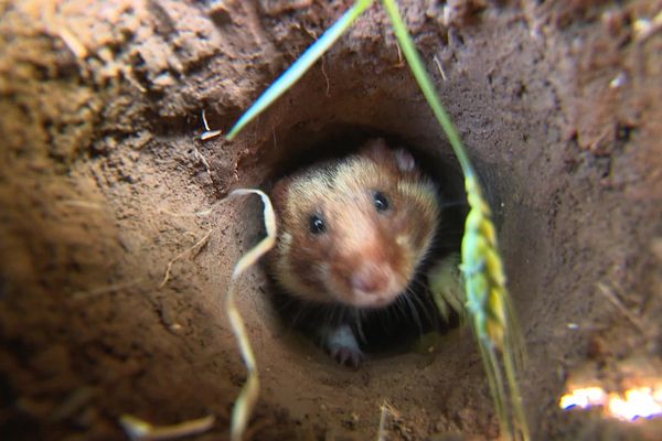 La grand hamster bénéficie d'un programme de protection en Alsace.