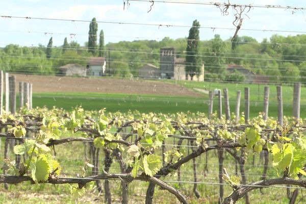 Parcelle de vigne touchée en partie par le gel le 19 avril 2024 à Laussou (47).