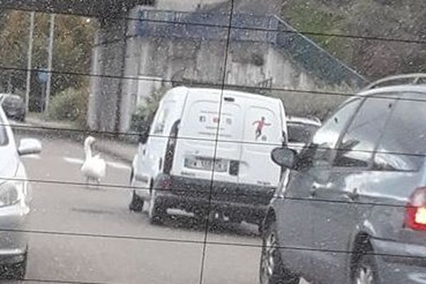 Un cygne est debout, l'autre couché, sur la chaussée de la rue des Pinsons à Bischheim (Bas-Rhin).