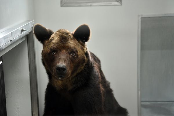 L'ours Mischa fin 2019, après avoir été retiré à ses propriétaires.