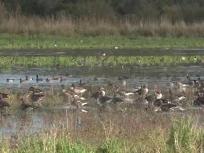 Les oiseaux sont de moins en moins nombreux dans la région Auvergne-Rhône-Alpes. Un phénomène qui s'explique par l'urbanisation, l'agriculture intensive ou encore l'utilisation de pesticides. Mais des projets existent pour éviter cet effondrement de la biodiversité.