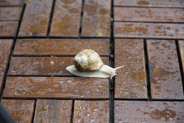 Sortir de sa coquille, se motiver malgré la pluie 