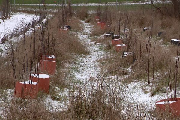 Durant l'hiver, les plantes sont en repos végétatif.