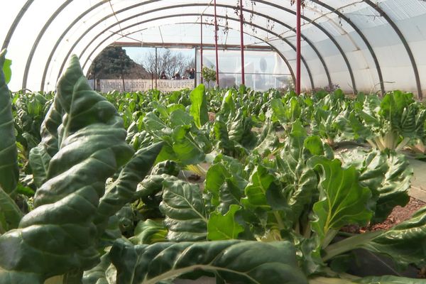 Le Salon à la ferme organisé en parallèle du Salon de l'agriculture permet à des agriculteurs de l'Hérault et de France d'ouvrir les portes de leurs exploitations le temps d'une journée