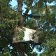 Des militants écologistes installés dans des arbres au nord de Toulouse pour empêcher leur abattage et le début des travaux pour la LGV