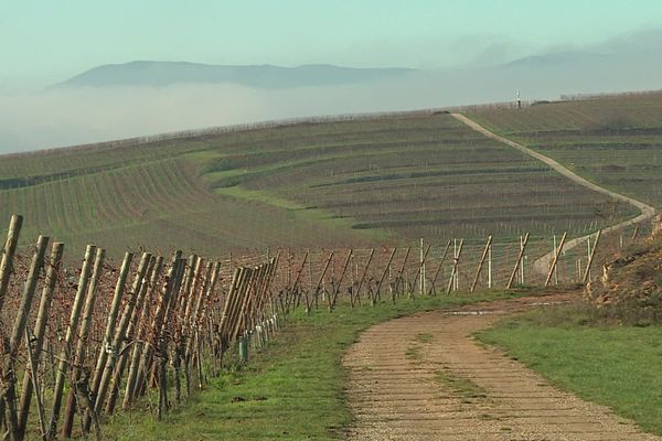 La vue depuis le sommet du Horn, la colline où est cultivé le riesling de Wolxheim