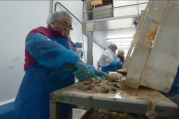 Dieppe : plusieurs centaines de kilos de coquilles Saint-Jacques passent chaque jour entre ses mains !