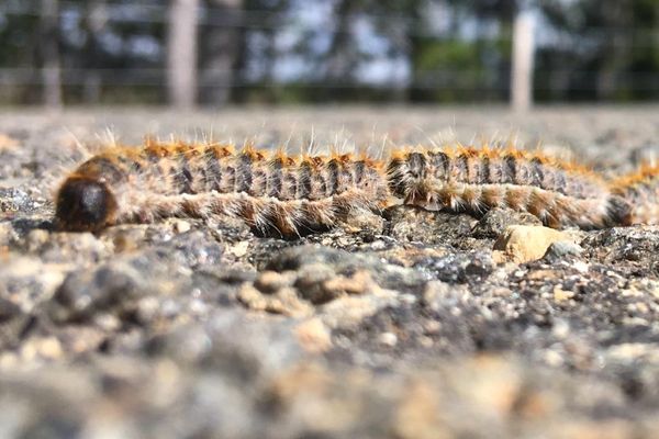 A Castries, au nord de Montpellier, les chenilles processionnaires  sont de retour dans les jardins. La mairie est intervenue pour supprimer les nids de ces animaux urticants pour l'homme, et qui peuvent s'avérer mortels pour les animaux de compagnie.