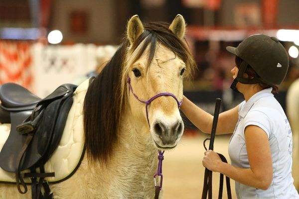 Le bien-être du cheval et son cavalier : source de toutes les attentions des entreprises 