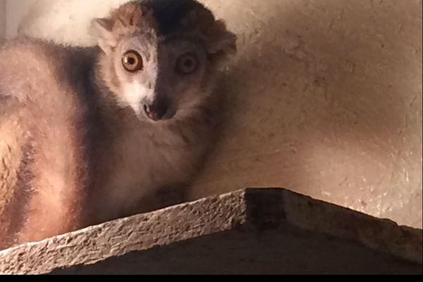 Mahery  le jeune Lémur qui vient d'arriver à la réserve zoologique de Calviac 