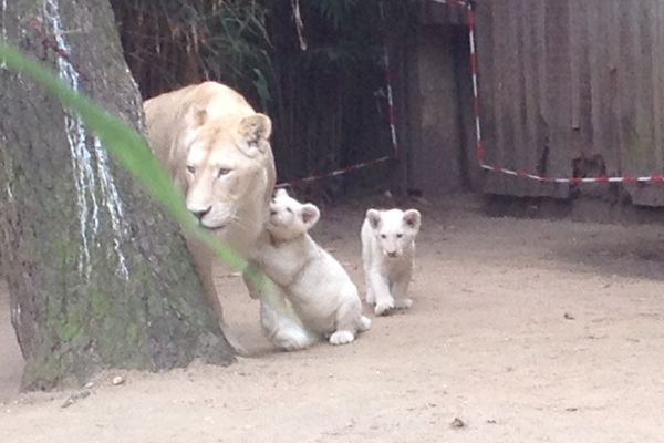 Zoo De La Fleche Quels Prenoms Pour Les Deux Petits Lions Blancs