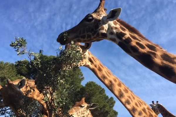 31 girafes sont nées à la Barben depuis 1993.