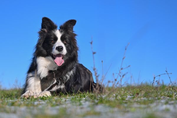 L'importation de cas de rage en France en provenance du Maroc est un grand classique chez le chien. (Image d'illustration).