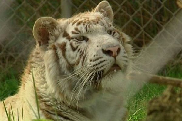 Le zoo d'Asson dispose d'un tigre blanc, une espèce menacée.