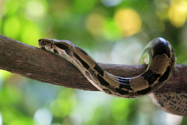 Un boa constrictor