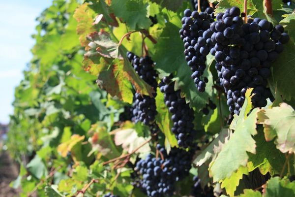 La saison des vendanges est sur le point de commencer