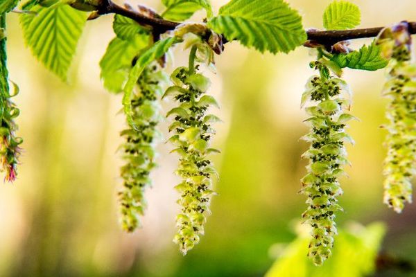 Une branche de bouleau supportant des fleurs, appelés chatons. 