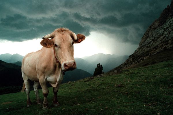 La  maladie hémorragique épizootique (MHE) a été détecté chez un bovin dans le secteur de Lannemezan, dans les Hautes-Pyrénées.