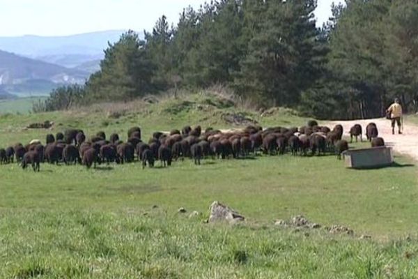 Alors que les brebis rejoignent les pâturages, les éleveurs de Haute-Loire restent très préoccupés par le retour du loup et craignent de nouvelles attaques.