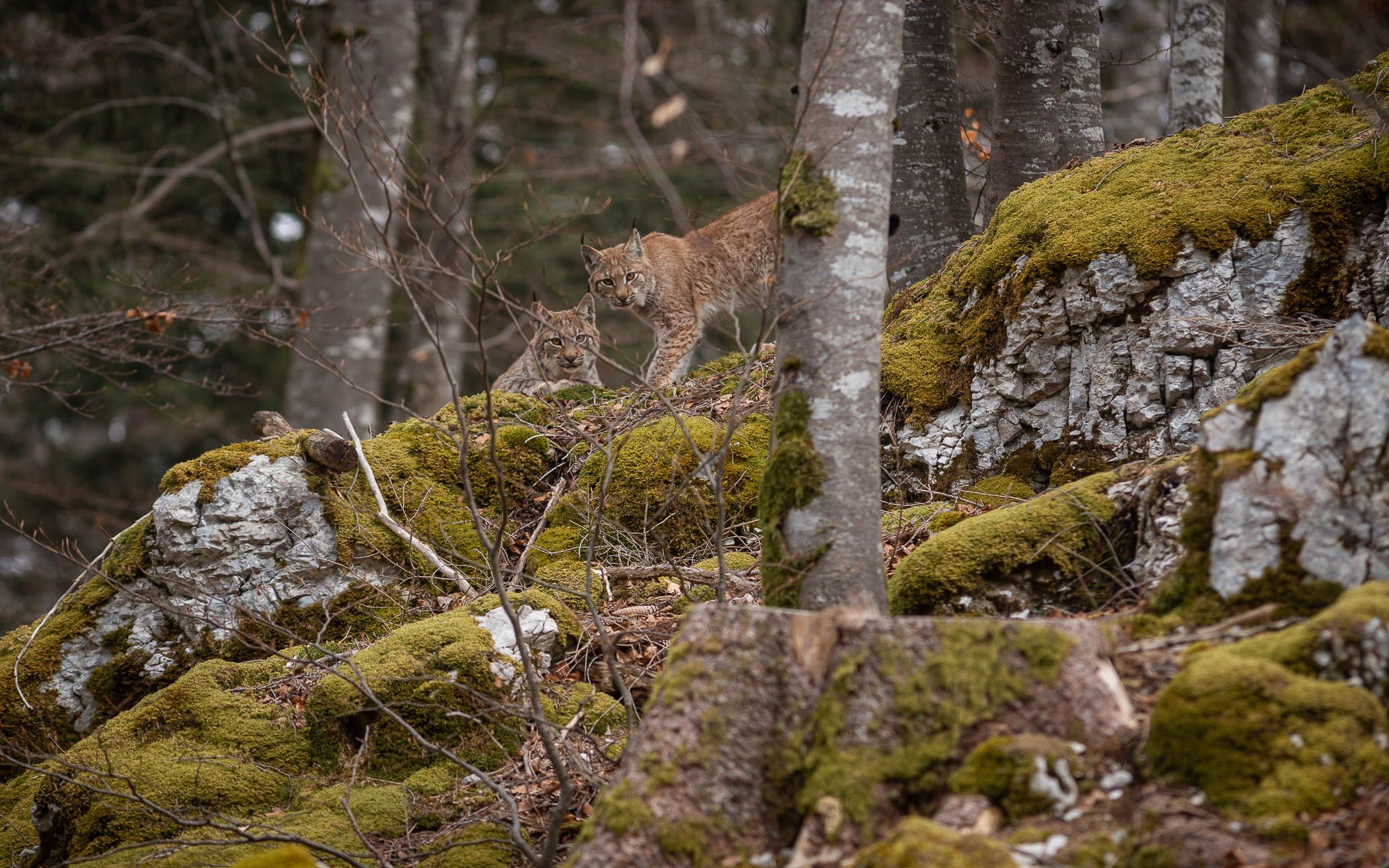 Tranquillement, les jeunes lynx reprennent leurs occupations. Cependant, ils ne peuvent pas s'empêcher de regarder régulièrement en direction de la photographe comme pour s'assurer qu'elle était toujours bien là.