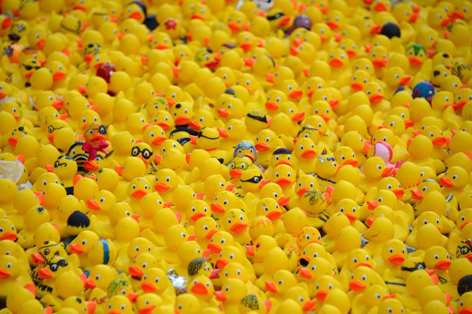 A wacky duck race in Vichy