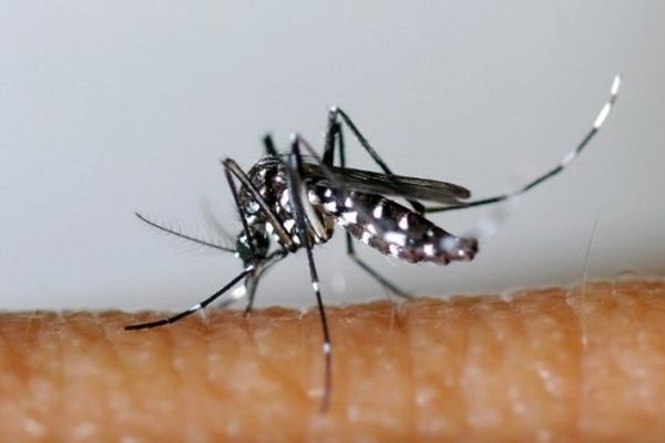 ILLUSTRATION- Le moustique tigre (Aedes albopictus) est reconnaissable à ses rayures nettes noires et blanches sur le corps et sur les pattes.