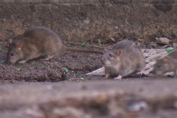 Les rats bruns, associés à la saleté, sont considérés comme nuisibles par les citadins.