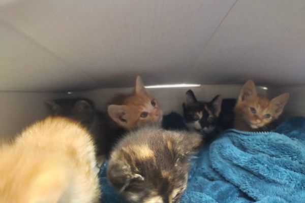 Six chatons ont été placés dans un carton avant d'être abandonnés devant le refuge pour animaux de Tarbes, dans les Hautes-Pyrénées.