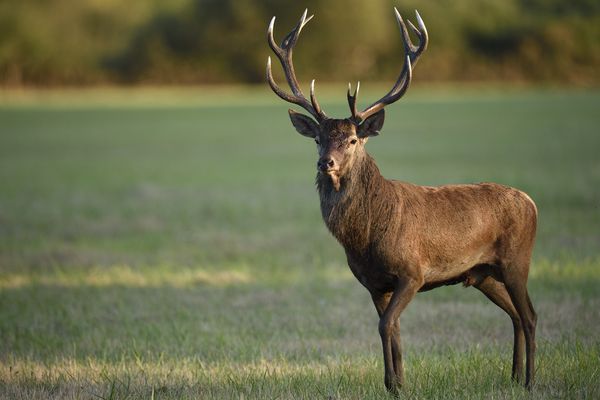 Le cerf, le roi de la forêt - Photographie de Frédéric Dupont