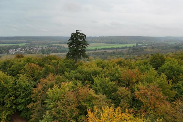 Au milieu de la forêt du mont Saint-Mard dans l'Oise, émerge un pin centenaire, épargné par les tempêtes.