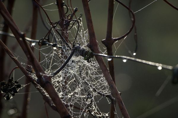 Des sarments de vignes, sous la pluie (photo d'illustration).