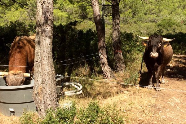 Depuis 10 ans, un éleveur de vaches laisse ses vaches divaguer dans les jardins, les vignes ou au milieu des habitations. Le maire de Trausse Minervois interpelle le Préfet. 
