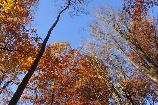 Vos photos de l'automne illustrent  la météo : dimanche dans le bois de Mormal dans l'Avesnois