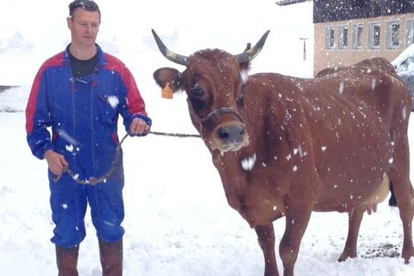 André et l'une de ses vaches tarines